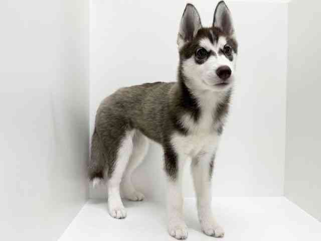 大阪府のシベリアンハスキー (ひごペットフレンドリーくずはモール店/2025年7月31日生まれ/女の子/チョコレートホワイト)の子犬の3枚目の画像