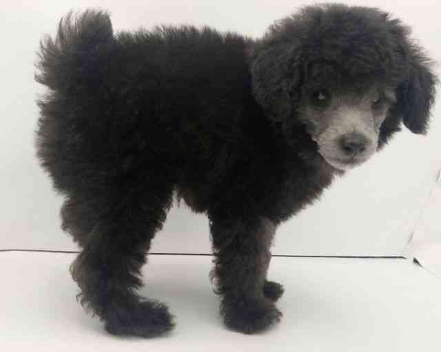 兵庫県のトイプードル(トイ) (ひごペットフレンドリークラウンパーク伊丹店/2025年8月2日生まれ/男の子/シルバー)の子犬の3枚目の画像