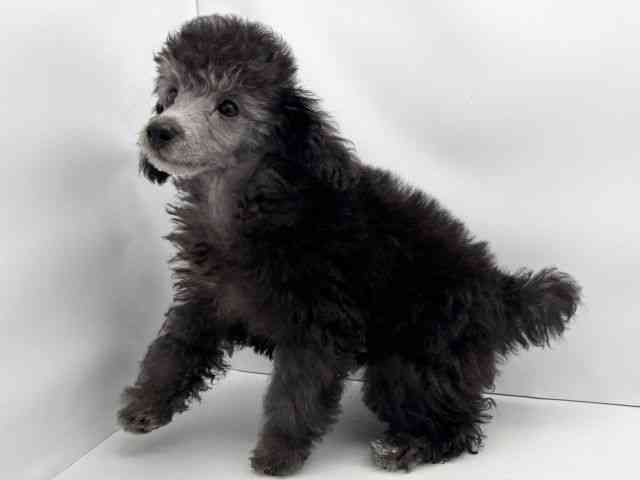 兵庫県のトイプードル(トイ) (ひごペットフレンドリークラウンパーク伊丹店/2025年8月2日生まれ/男の子/シルバー)の子犬の3枚目の画像