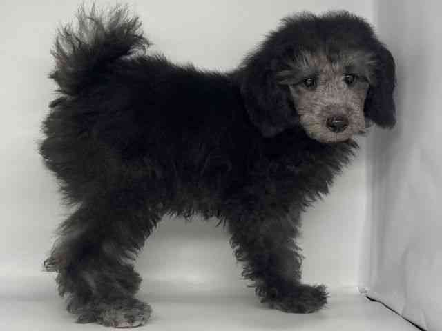 徳島県のトイプードル(トイ) (ひごペットフレンドリーゆめタウン徳島店/2025年8月2日生まれ/男の子/シルバー)の子犬の3枚目の画像