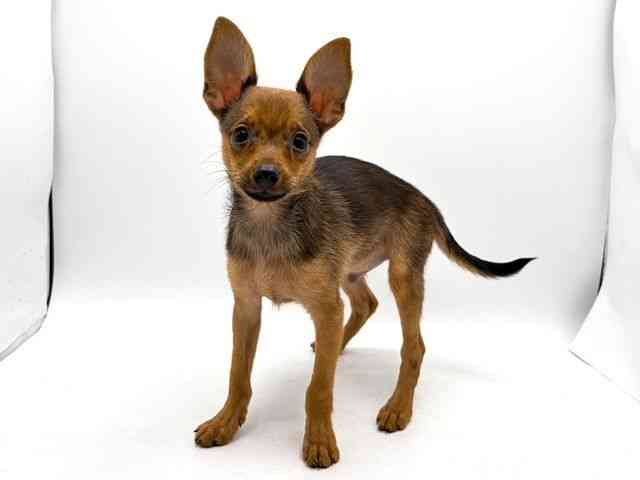 奈良県のハーフ犬・ミックス犬 (ひごペットフレンドリー田原本店/2025年8月2日生まれ/男の子/オレンジセーブル)の子犬の3枚目の画像