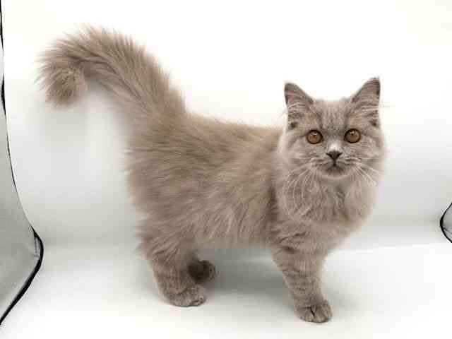 京都府のブリティッシュロングヘアー (ひごペットフレンドリーイオンモール高の原店/2025年7月28日生まれ/女の子/ライラック)の子猫の3枚目の画像