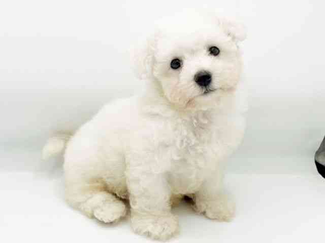 兵庫県のビションフリーゼ (ひごペットフレンドリーコロワ甲子園店/2025年7月24日生まれ/男の子/ホワイト)の子犬の3枚目の画像