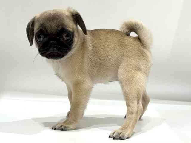 愛知県のパグ (ひごペットフレンドリーヴィアモール アピタ江南西店/2025年7月30日生まれ/女の子/フォーン)の子犬の3枚目の画像