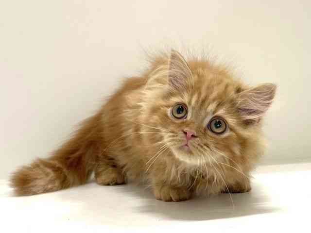 兵庫県のミヌエット (ひごペットフレンドリーイトーヨーカドー明石店/2025年7月27日生まれ/男の子/レッドタビー)の子猫の3枚目の画像