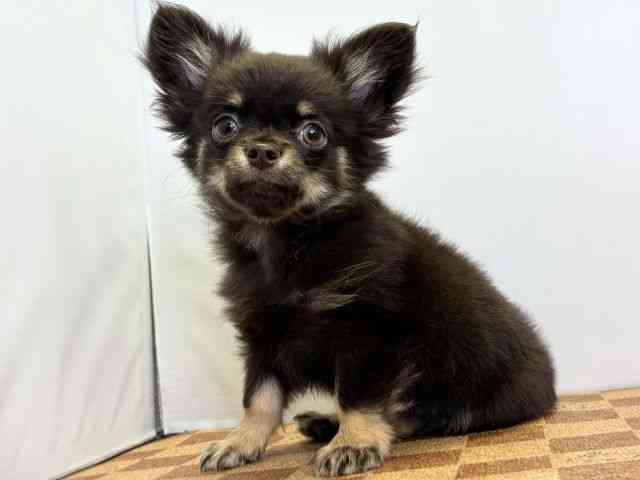 愛媛県のチワワ(ロング) (ひごペットフレンドリーエミフルMASAKI店/2025年8月2日生まれ/女の子/チョコレートタン)の子犬の3枚目の画像