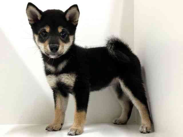 奈良県の柴犬(標準サイズ) (ひごペットフレンドリーイオンモール橿原ウエスト・ビレッジ店/2025年8月1日生まれ/女の子/黒)の子犬の3枚目の画像