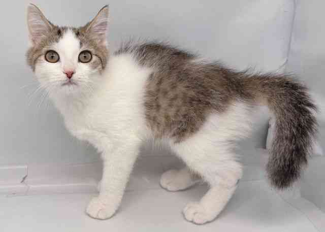 鳥取県のミヌエット (ひごペットフレンドリーイオンモール鳥取北店/2025年7月29日生まれ/男の子/ブラウンタビーホワイト)の子猫の3枚目の画像