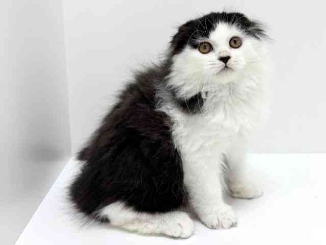 大阪府のスコティッシュフォールド (ひごペットフレンドリーくずはモール店/2025年7月31日生まれ/男の子/ブラックホワイト)の子猫の3枚目の画像