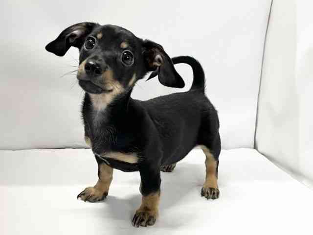 愛媛県のチワックス(チワワ×ダックス) (ひごペットフレンドリーイオンモール今治新都市店/2025年8月2日生まれ/男の子/ブラックタン)の子犬の3枚目の画像