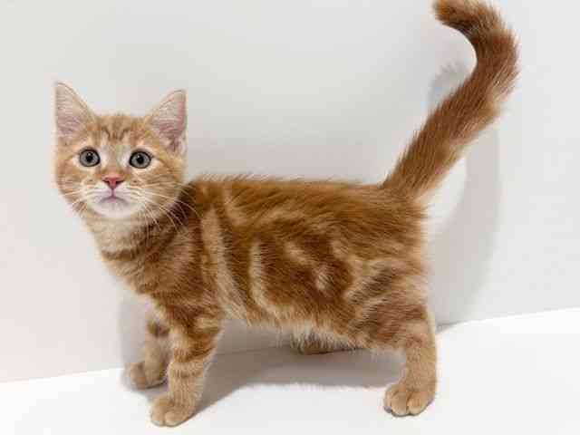 大阪府のスコティッシュフォールド (ひごペットフレンドリーイオン高槻店/2025年8月1日生まれ/女の子/レッドタビー)の子猫の3枚目の画像