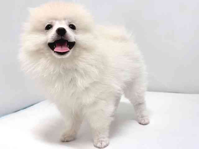 奈良県のポメラニアン (ひごペットフレンドリー奈良パワーシティ店/2025年7月31日生まれ/男の子/ホワイト)の子犬の3枚目の画像