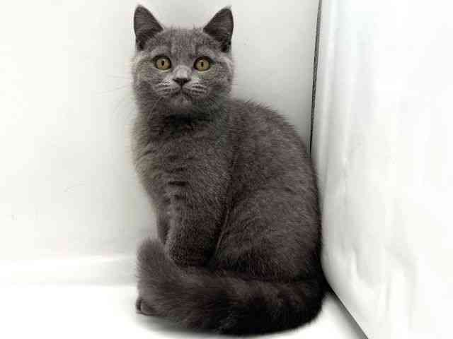 京都府のブリティッシュショートヘアー (ひごペットフレンドリー京都店/2025年7月15日生まれ/男の子/ブルー)の子猫の3枚目の画像