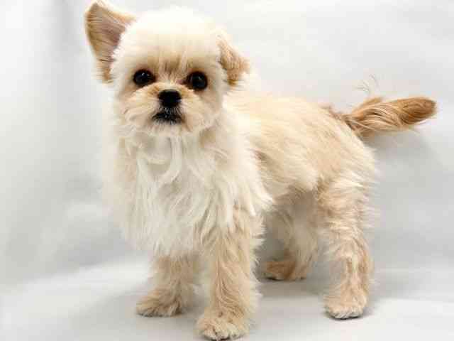 大阪府のハーフ犬・ミックス犬 (ひごペットフレンドリー東淀川店/2025年8月4日生まれ/女の子/クリーム)の子犬の3枚目の画像