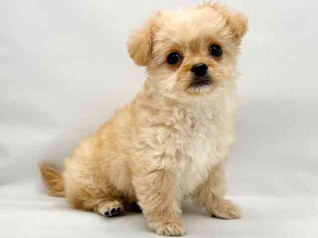 大阪府のハーフ犬・ミックス犬 (ひごペットフレンドリー東淀川店/2025年8月4日生まれ/女の子/クリーム)の子犬の3枚目の画像