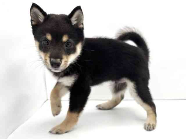 兵庫県の柴犬(標準サイズ) (ひごペットフレンドリークラウンパーク伊丹店/2025年8月4日生まれ/男の子/黒)の子犬の3枚目の画像