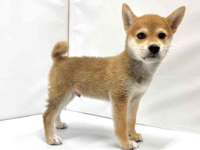 大阪府の柴犬(標準サイズ) (ひごペットフレンドリーイオンタウン茨木太田店/2025年8月3日生まれ/男の子/赤)の子犬の3枚目の画像