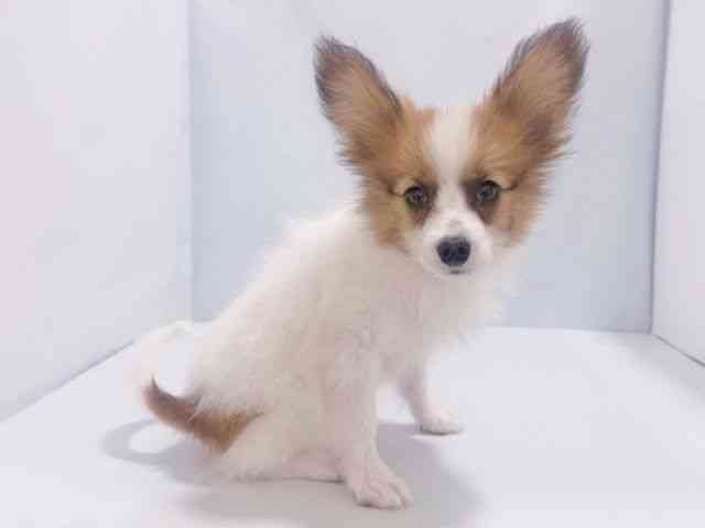 大阪府のパピヨン (ひごペットフレンドリーイズミヤショッピングセンター千里丘店/2025年8月3日生まれ/男の子/ホワイトセーブル)の子犬の3枚目の画像