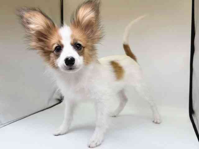 大阪府のパピヨン (ひごペットフレンドリー瓜破店/2025年8月3日生まれ/男の子/ホワイトセーブル)の子犬の3枚目の画像