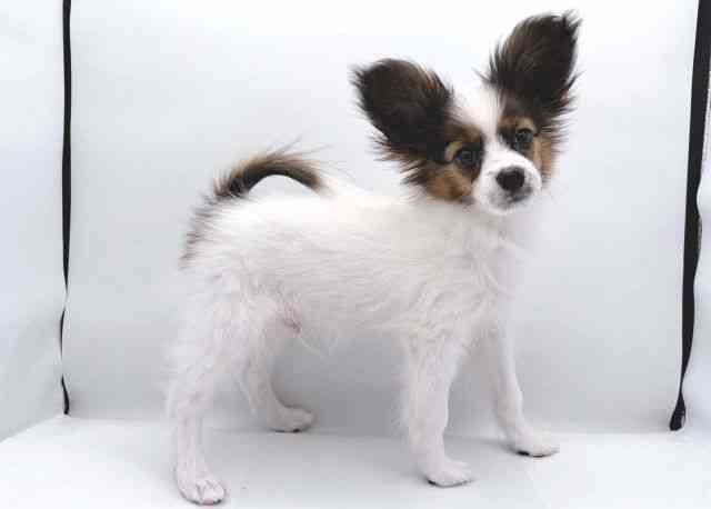 島根県のパピヨン (ひごペットフレンドリーイオン松江ショッピングセンター店/2025年8月3日生まれ/男の子/ホワイトセーブル)の子犬の3枚目の画像