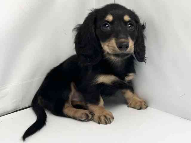 京都府のミニチュアダックスフンド(ロング) (ひごペットフレンドリー洛北阪急スクエア店/2025年8月3日生まれ/女の子/ブラックイエロー)の子犬の3枚目の画像