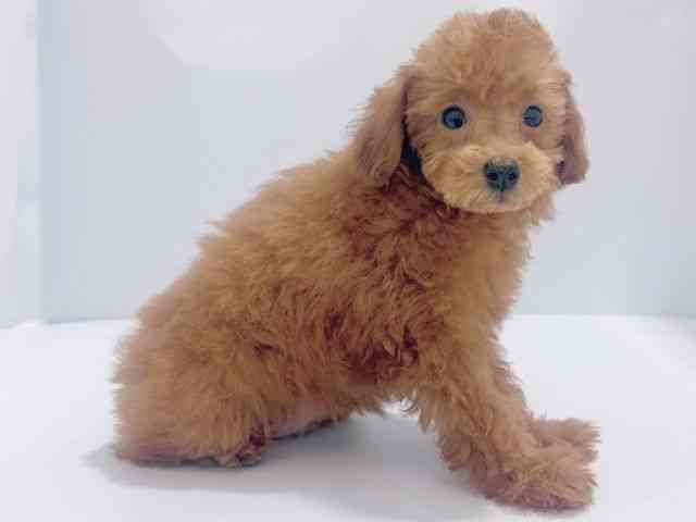 大阪府のトイプードル(トイ) (ひごペットフレンドリーイズミヤショッピングセンター千里丘店/2025年8月3日生まれ/女の子/レッド)の子犬の3枚目の画像