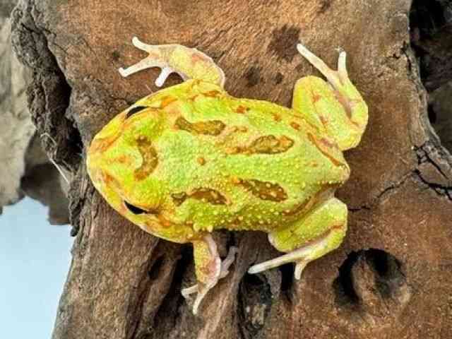 クランウェルツノガエル[クランウェルツノガエル] | ひごペット