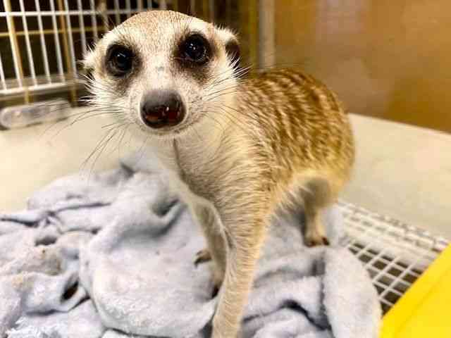 ミーアキャット[【ミーアキャット】] | ひごペットフレンドリー