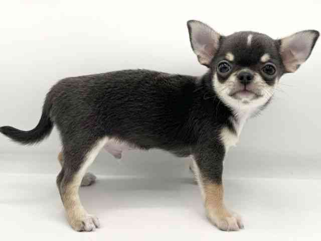 大阪府のチワワ(スムース) (ひごペットフレンドリーららぽーとEXPOCITY店/2025年8月3日生まれ/男の子/ブルータンホワイト)の子犬の3枚目の画像