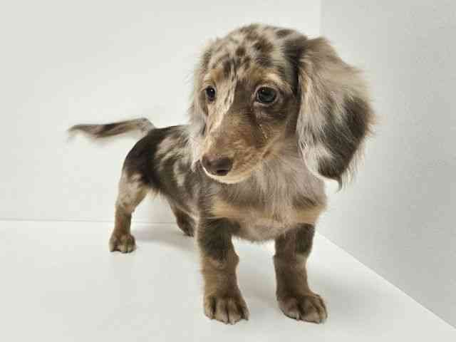 愛知県のミニチュアダックスフンド(ロング) (ひごペットフレンドリーイトーヨーカドー知多店/2025年8月3日生まれ/女の子/チョコレートダップル)の子犬の3枚目の画像