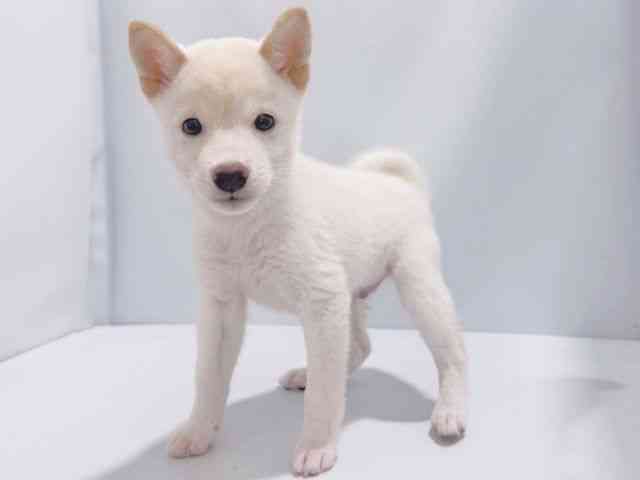 大阪府の柴犬(標準サイズ) (ひごペットフレンドリーイズミヤショッピングセンター千里丘店/2025年8月3日生まれ/男の子/白)の子犬の3枚目の画像