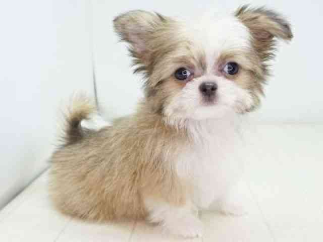 福岡県のチワズー/チワシーズ(チワワ×シーズー) (ひごペットフレンドリーゆめタウン筑紫野店/2025年8月5日生まれ/男の子/ホワイトゴールド)の子犬の3枚目の画像