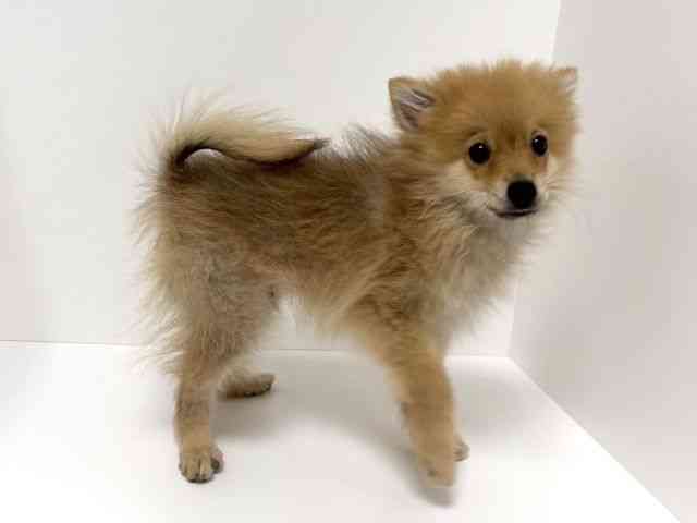 愛知県のポメラニアン (ひごペットフレンドリーイトーヨーカドー知多店/2025年8月4日生まれ/男の子/オレンジ)の子犬の3枚目の画像