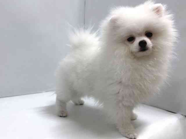 奈良県のポメラニアン (ひごペットフレンドリー奈良パワーシティ店/2025年8月2日生まれ/女の子/ホワイト)の子犬の3枚目の画像