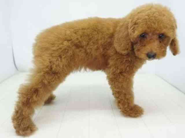 福岡県のトイプードル(トイ) (ひごペットフレンドリーゆめタウン筑紫野店/2025年8月3日生まれ/女の子/レッド)の子犬の3枚目の画像