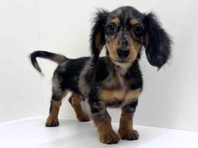 兵庫県のミニチュアダックスフンド(ロング) (ひごペットフレンドリーブルメールHAT神戸店/2025年8月1日生まれ/男の子/シルバーダップル)の子犬の3枚目の画像