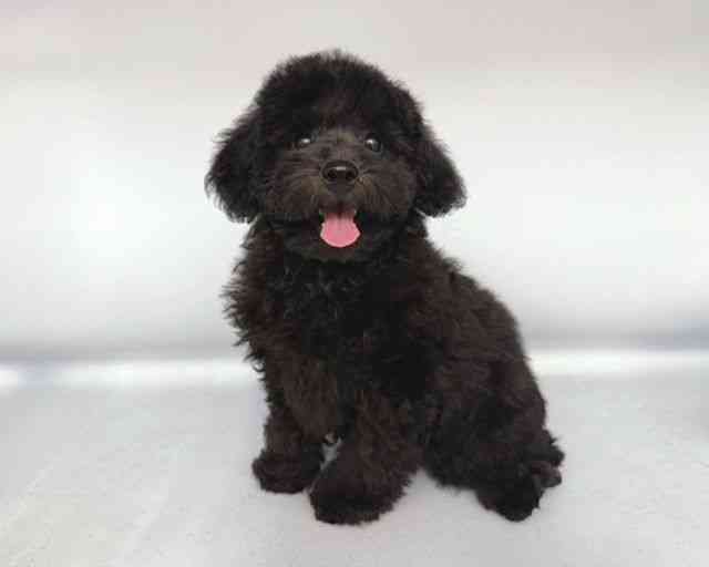 大阪府のトイプードル(トイ) (ひごペットフレンドリー岸和田店/2025年8月4日生まれ/男の子/ブラック)の子犬の3枚目の画像