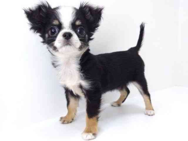 大阪府のチワワ(ロング) (ひごペットフレンドリーいこらもーる泉佐野店/2025年8月5日生まれ/男の子/ブラックタンホワイト)の子犬の3枚目の画像