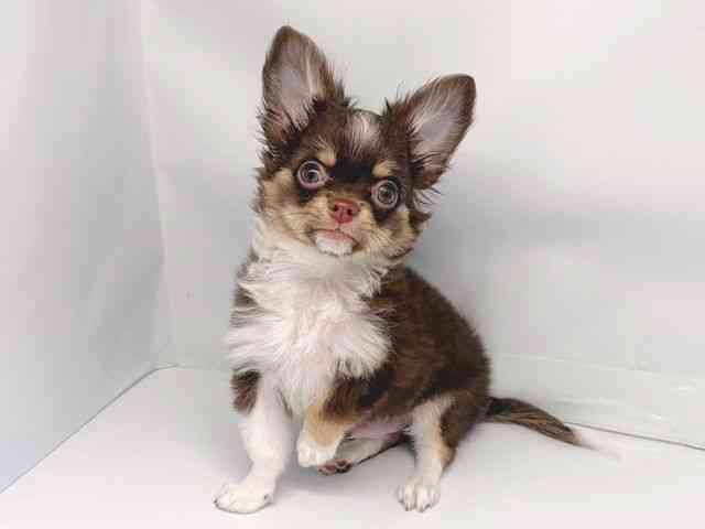 京都府のチワワ(ロング) (ひごペットフレンドリー洛北阪急スクエア店/2025年8月4日生まれ/男の子/チョコレートタンホワイト)の子犬の3枚目の画像