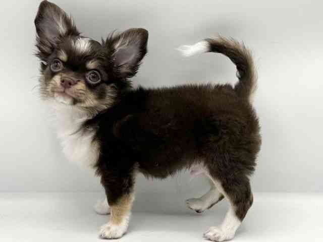 大阪府のチワワ(ロング) (ひごペットフレンドリーららぽーとEXPOCITY店/2025年8月4日生まれ/男の子/チョコレートタンホワイト)の子犬の3枚目の画像