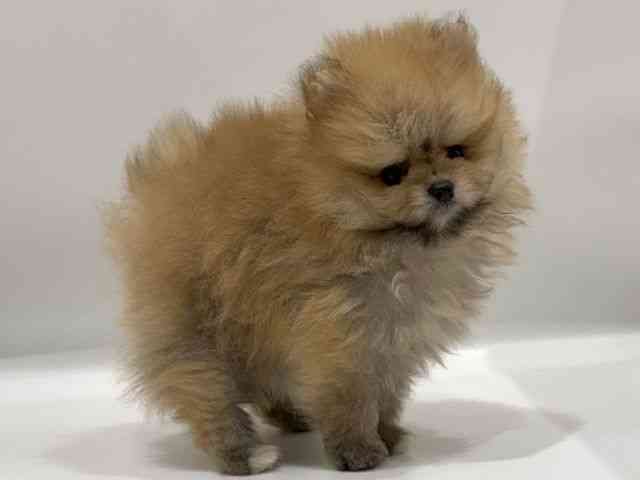 愛知県のポメラニアン (ひごペットフレンドリーヴィアモール アピタ江南西店/2025年8月3日生まれ/男の子/オレンジ)の子犬の3枚目の画像