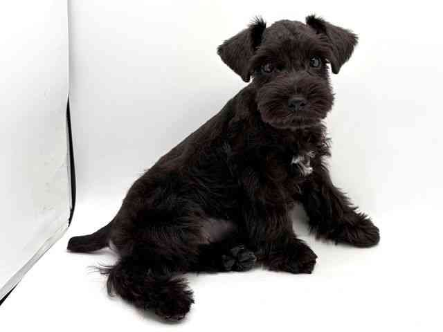 奈良県のミニチュアシュナウザー (ひごペットフレンドリー田原本店/2025年8月2日生まれ/男の子/ブラックホワイト)の子犬の3枚目の画像