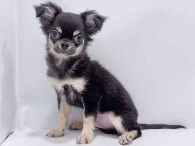 大阪府のチワワ(ロング) (ひごペットフレンドリーイズミヤショッピングセンター千里丘店/2025年8月5日生まれ/男の子/ブラックタンホワイト)の子犬の3枚目の画像