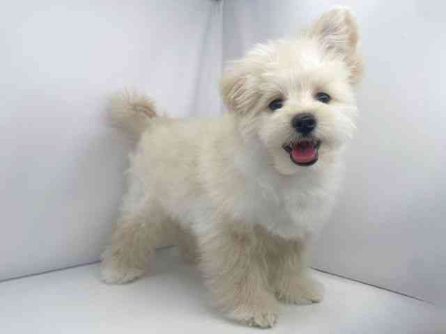 兵庫県のポメプー(ポメラニアン×プードル) (ひごペットフレンドリーイオンタウン加古川店/2025年8月2日生まれ/男の子/アプリコット)の子犬の3枚目の画像