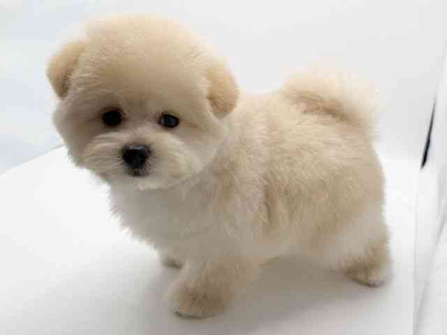 大阪府のポメプー(ポメラニアン×プードル) (ひごペットフレンドリーみのおキューズモール店/2025年8月2日生まれ/男の子/アプリコット)の子犬の3枚目の画像