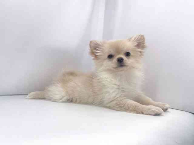 兵庫県のポメチワ/チワポメ/ポメチー(ポメラニアン×チワワ) (ひごペットフレンドリーイオンタウン加古川店/2025年8月5日生まれ/女の子/クリーム)の子犬の3枚目の画像