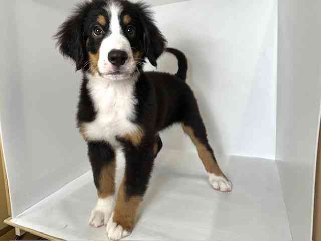 大阪府のバーニーズマウンテンドッグ (ひごペットフレンドリーアクロスプラザ住之江店/2025年8月2日生まれ/男の子/ブラックラストホワイト)の子犬の3枚目の画像