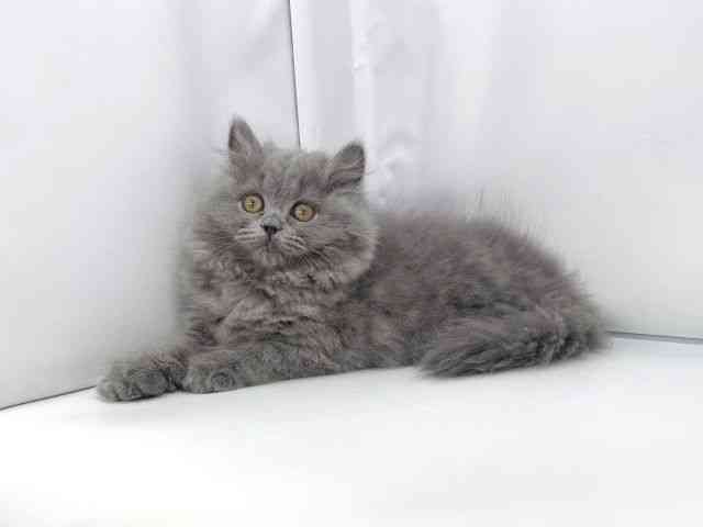 兵庫県のブリティッシュロングヘアー (ひごペットフレンドリーイオンタウン加古川店/2025年8月3日生まれ/女の子/ブルー)の子猫の3枚目の画像