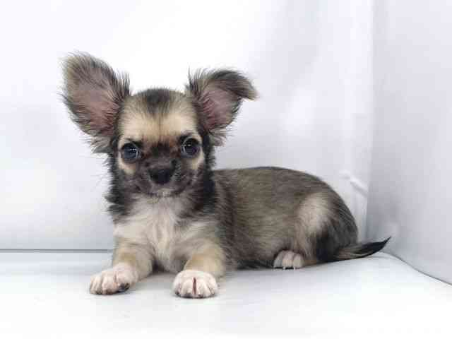 兵庫県のチワワ(ロング) (ひごペットフレンドリーイオンタウン加古川店/2025年7月31日生まれ/男の子/フォーン)の子犬の3枚目の画像