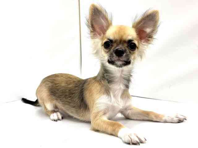 大阪府のチワワ(ロング) (ひごペットフレンドリーイオンタウン茨木太田店/2025年7月31日生まれ/男の子/フォーン)の子犬の3枚目の画像